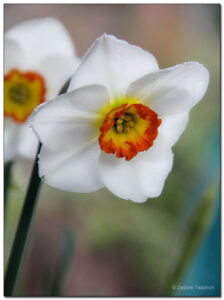 Narcissus 'Merlin'