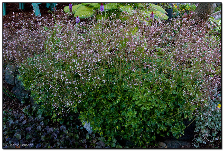 Saxifraga x urbinum 'Variegata'