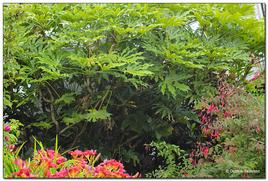 Fatsia Japonica