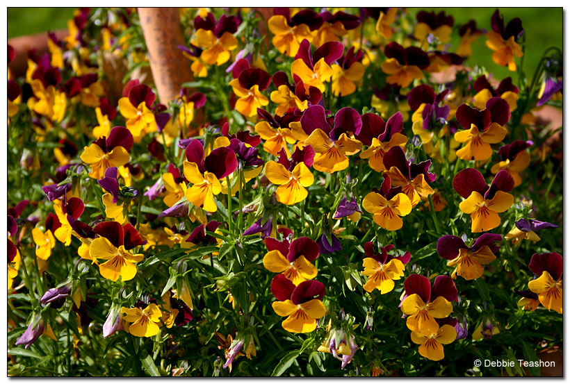 Viola x williamsiana 'Penny Orange Jump Up'