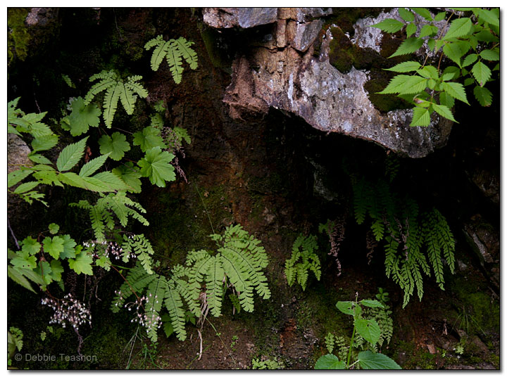 Maidenhair fern (Adiantum aleuticum)