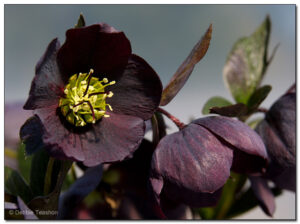 Helleborus