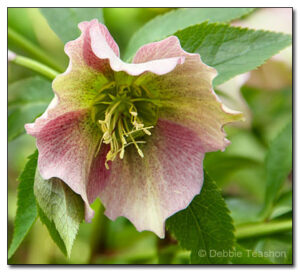 Helleborus