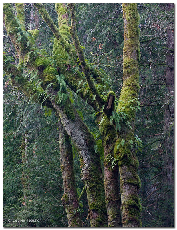 Polypodium glycyrrhiza