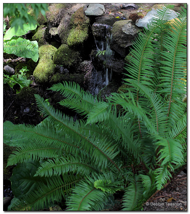 Sword fern (Polystichum munitum) Sword fern (Polystichum munitum)