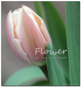 Flower Song