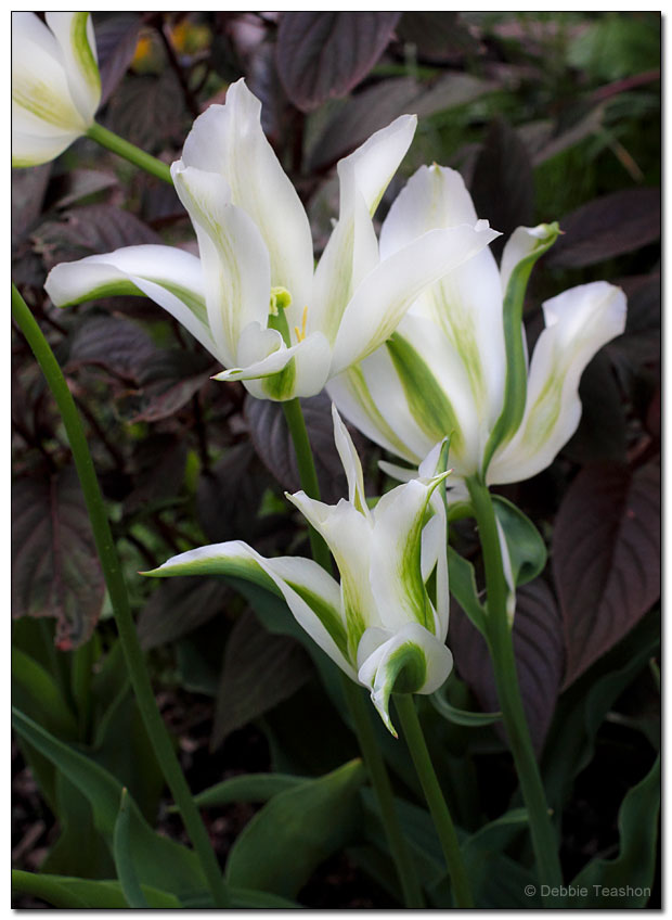 Tulipa 'Green Star'