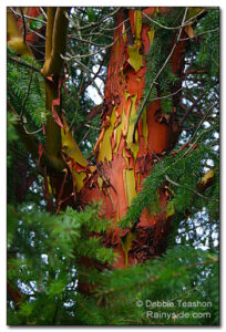 Arbutus menziesii