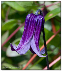 Clematis 'Rooguchi'
