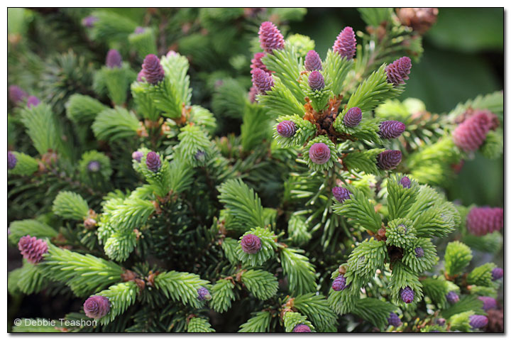 Picea abies 'Pusch'