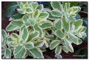 Sedum 'Autumn Charm'