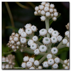 Anaphalis margaritacea