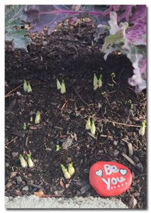 Bulbs are sprouting
