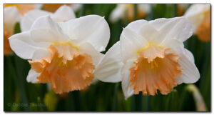 Narcissus 'Mon Cherie'