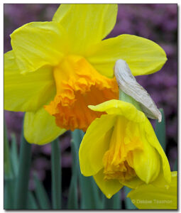 Narcissus 'Suada'