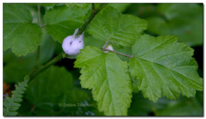 Spittle-bug