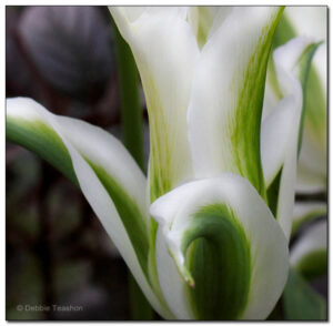 Tulipa 'Green Star'