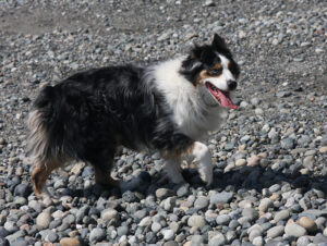Kono at the beach.