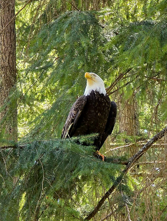 Eagle Omen