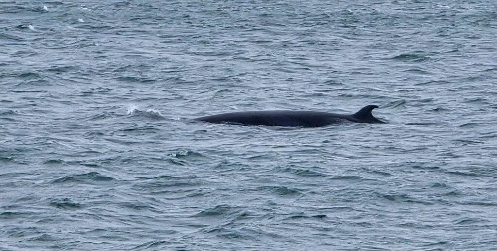 Mink Whale