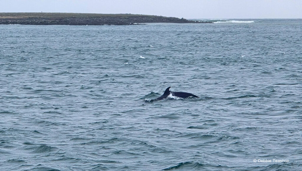 Mink Whale