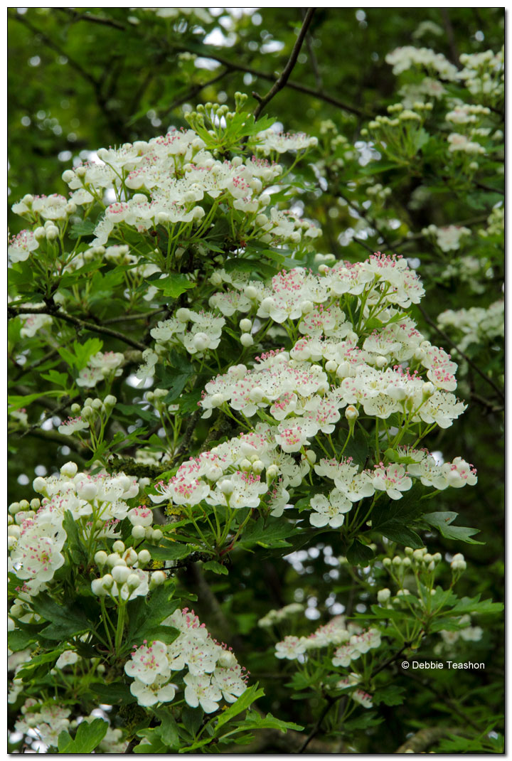 Hawthorn, Whitethorn
