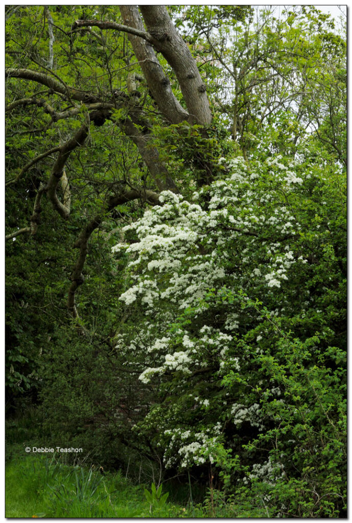 Hawthorn, Whitethorn