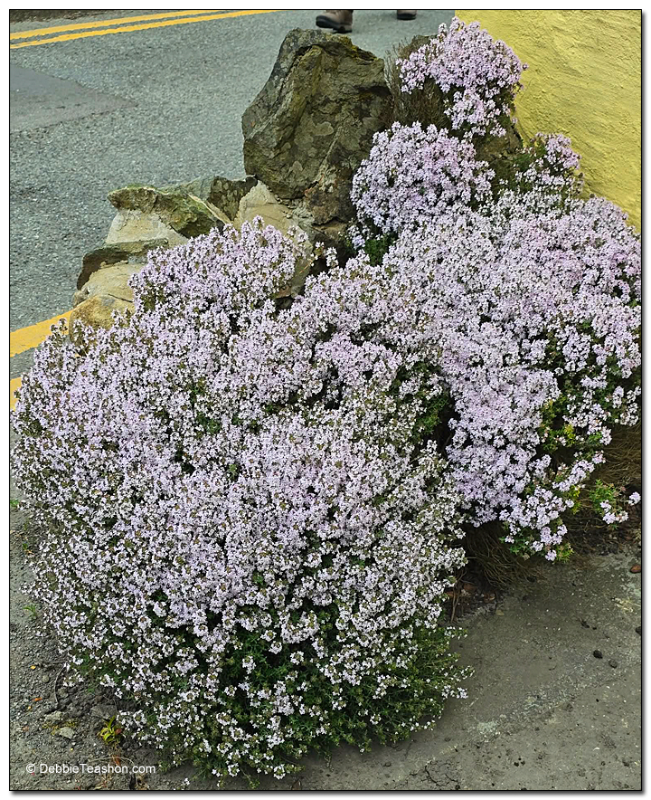 Unknown Flower