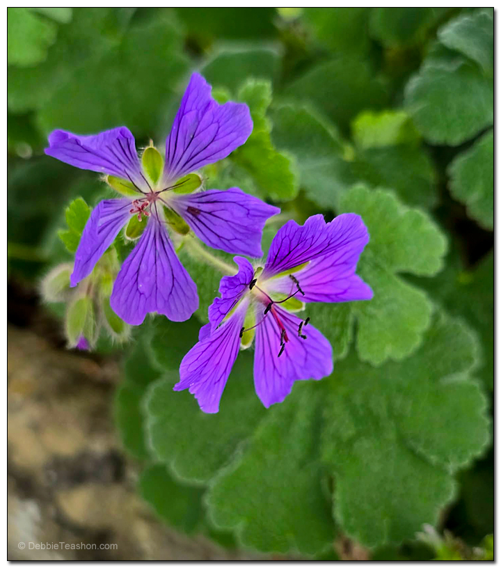 Neighborhood Flowers