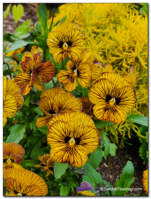 Viola 'Tiger Eyes'